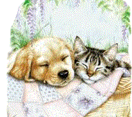 Cat and Dog Love